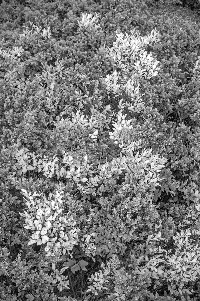 The Plants of Valais