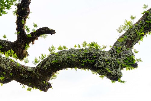 Davallia canariensis – Hasenpfotenfarn auf einem Lorbeerbaum