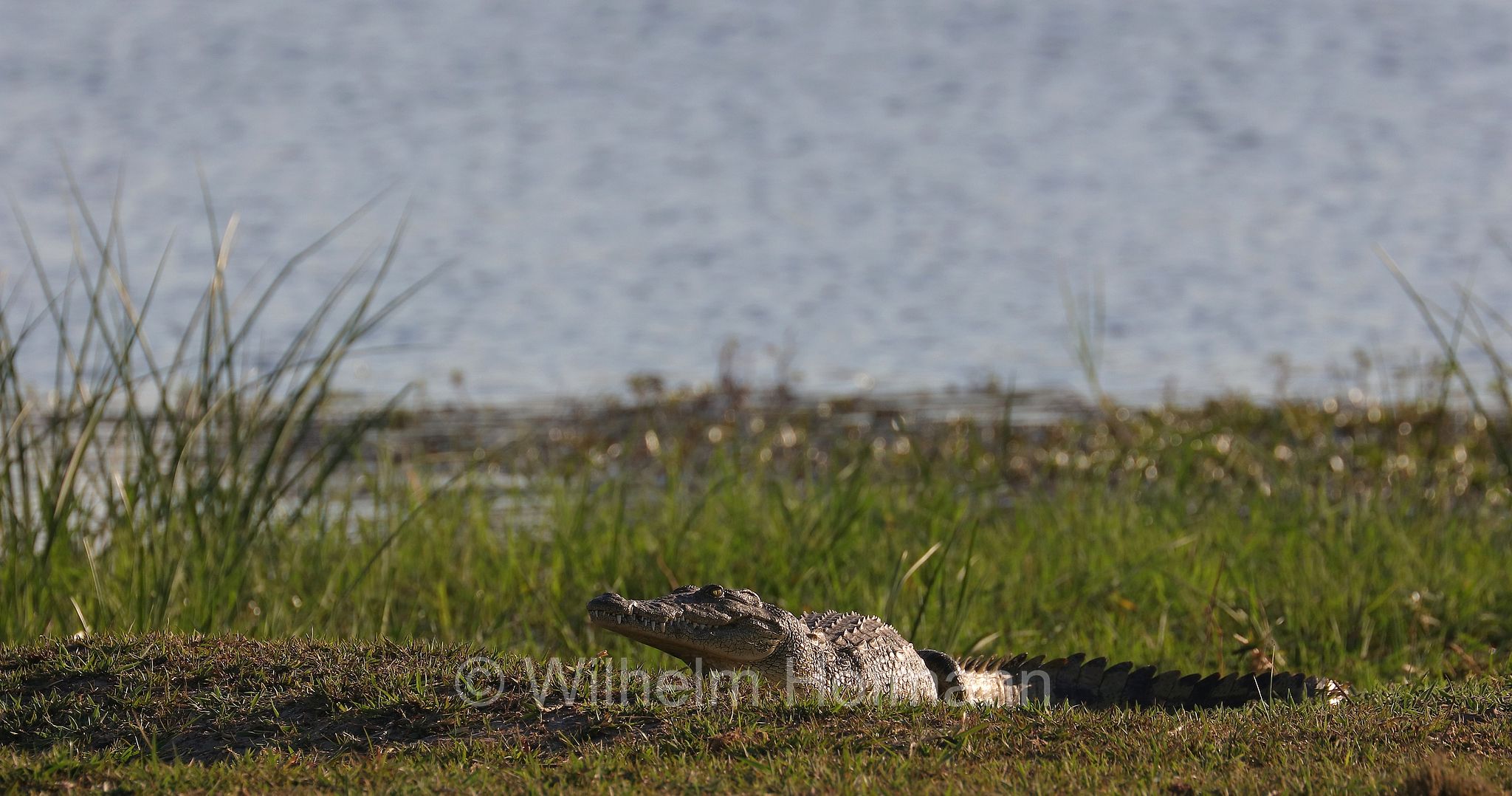 Nile crocodile, Nilkrokodil, coccodrillo del Nilo, Crocodylus niloticus, Moremi Game Reserve, Moremi-Wildreservat, Okavango Delta, Okavango Grassland, Botswana, Republik Botsuana