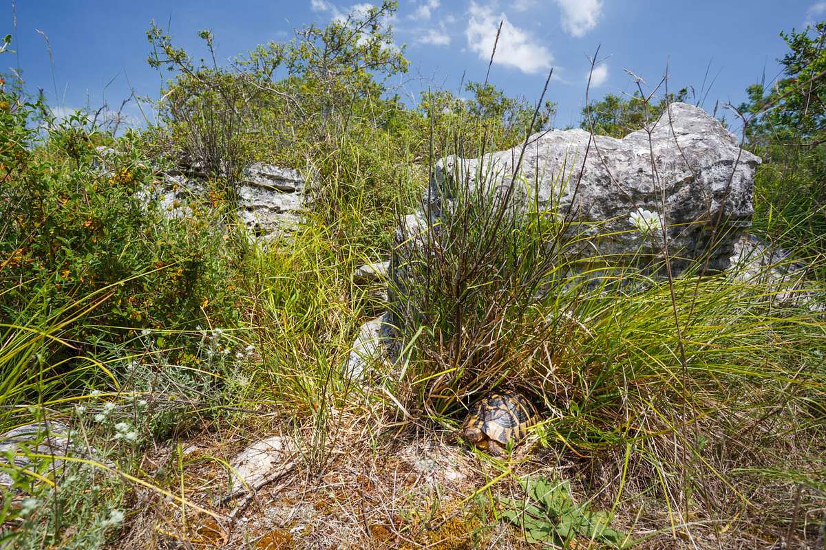Griechische Landschildkr&ouml;te Kroatien Naturfotografie Workshop