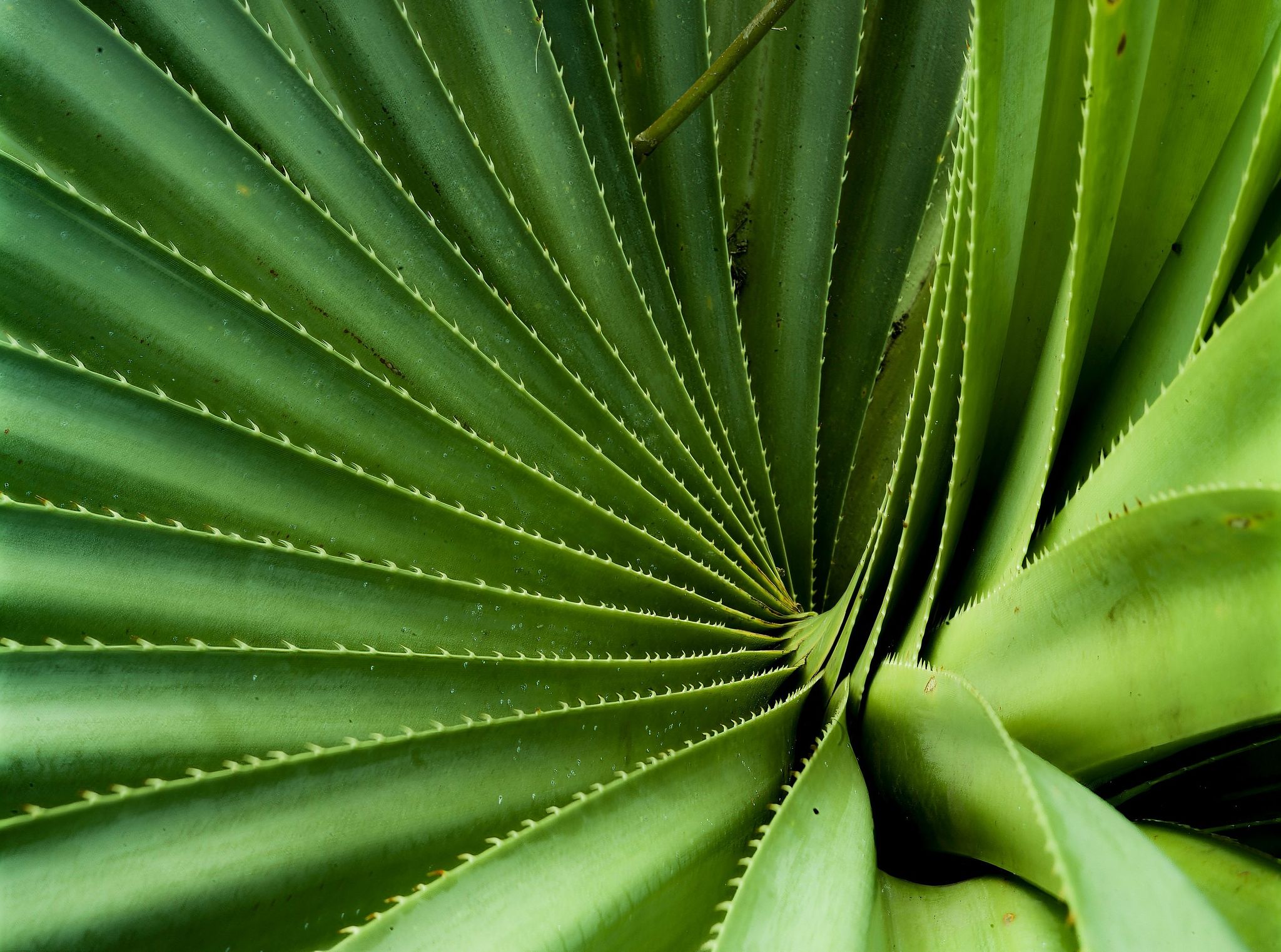 Looking Deep into Spiral Palm - Maui, Hawaii