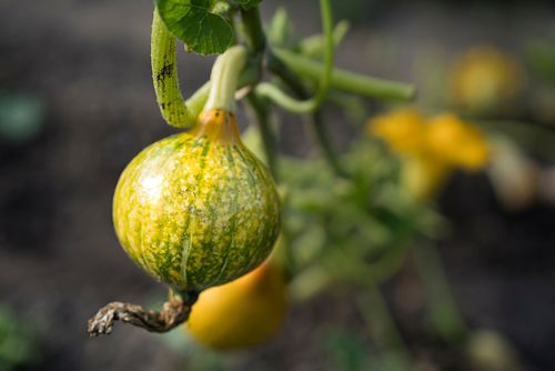 Im HEKS-Garten Burgdorf