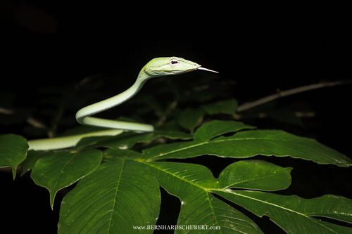 Ahaetulla prasina - Asian vine snake