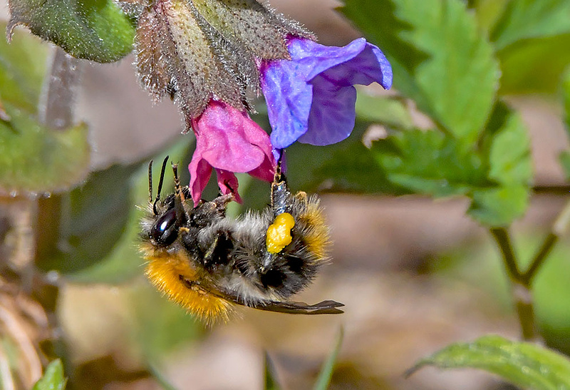 Kevadel korjamas kõige töökam mesilane.