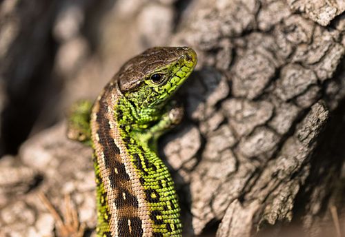 Lacerta agilis – Zauneidechse