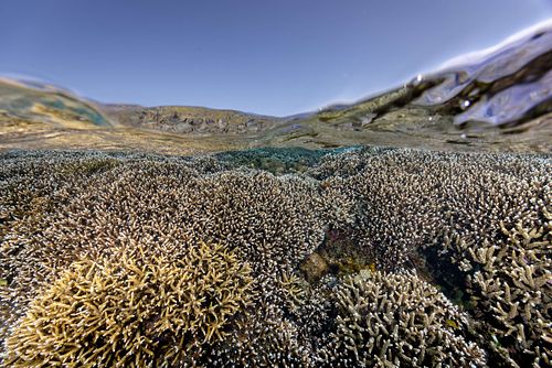 Acropora sp. – Geweihkoralle