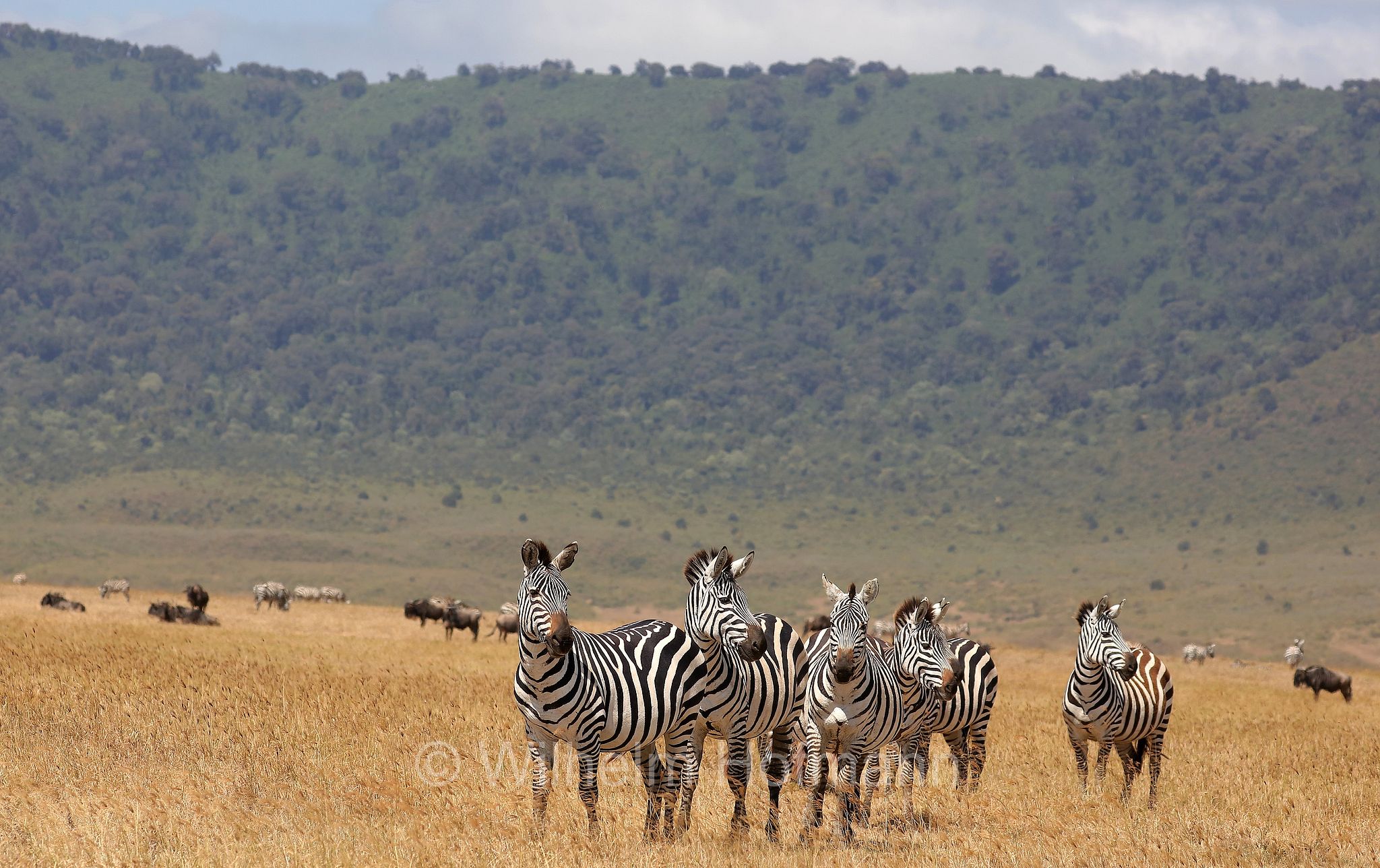 plains zebra, Steppenzebra, zebra di pianura, equus quagga, area di conservazione di Ngorongoro, Ngorongoro Conservation Area, Ngorongoro Krater, Tanzania, Tansania