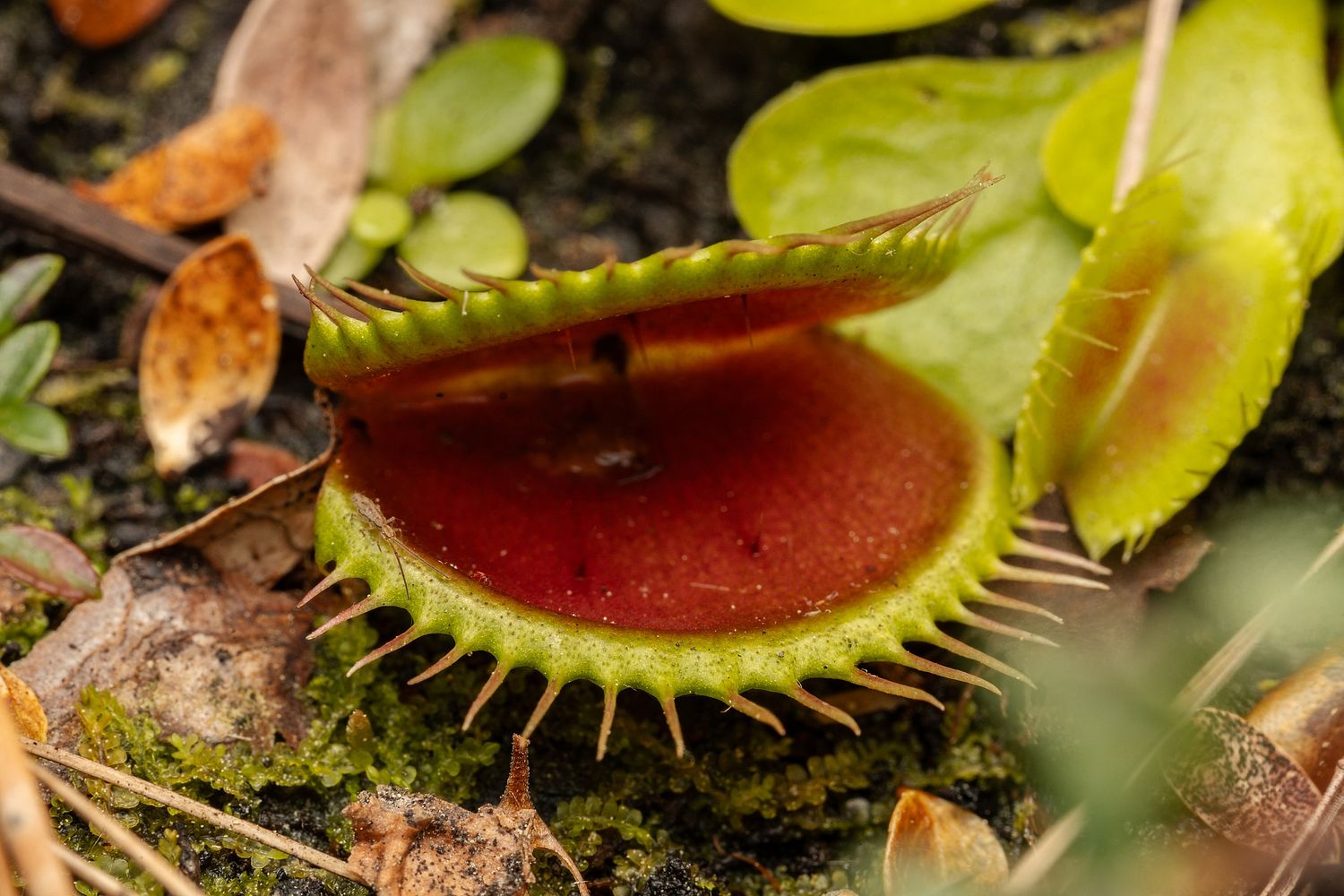 John Mauser Photography