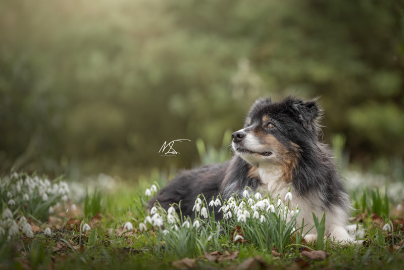 Hond liggend tussen de sneeuwklokjes