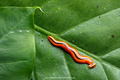 Bipalium sp. – Hammerhaiwurm