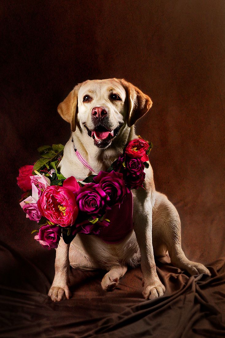 Pet portraits by Akkil Suvarna