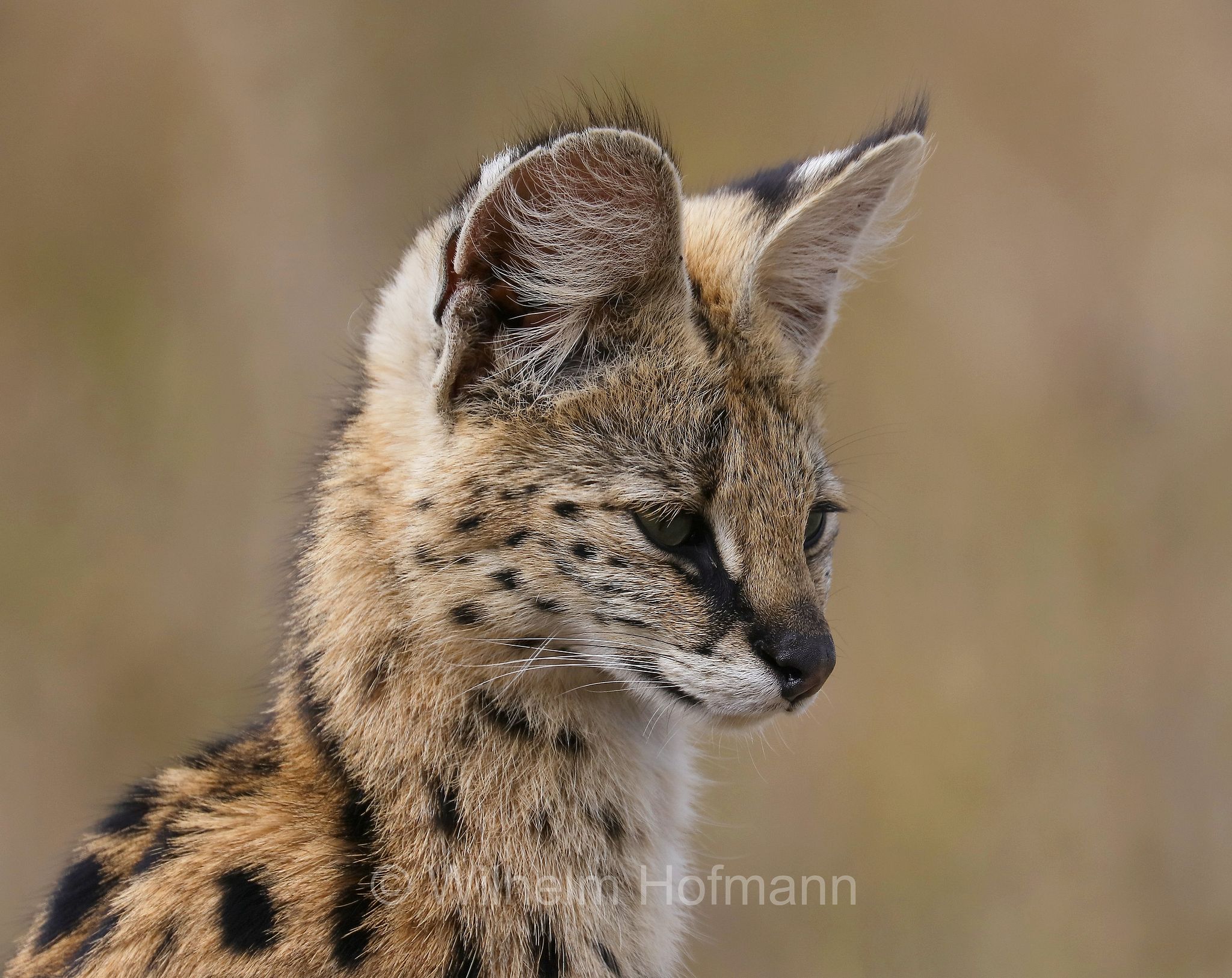 Leptailurus serval, serval, servàlo, Serval, Ngorongoro Conservation Area, Tanzania, Ngorongoro Krater, Tansania, area di conservazione di Ngorongoro