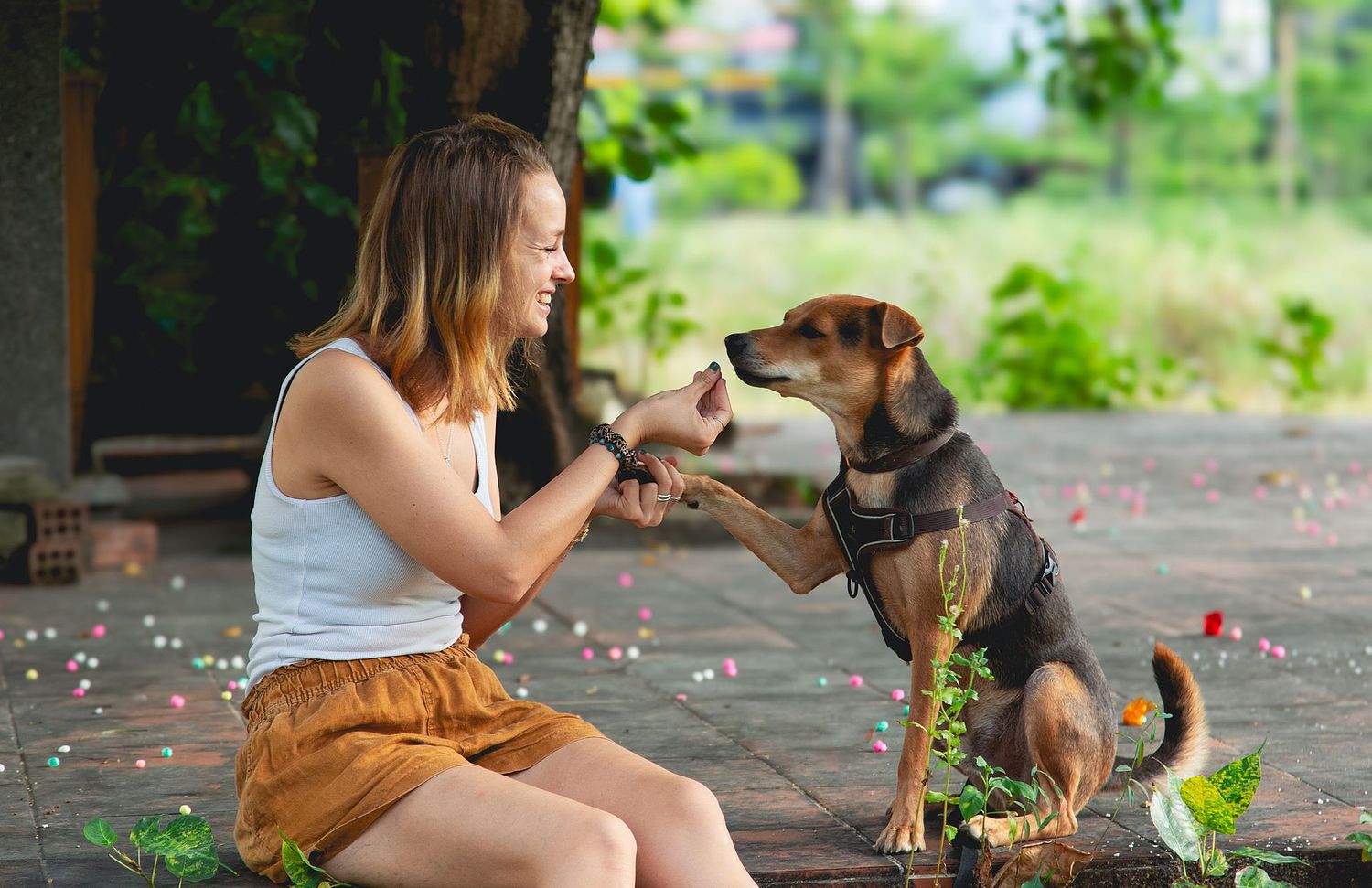 Dorset Dog Portraits