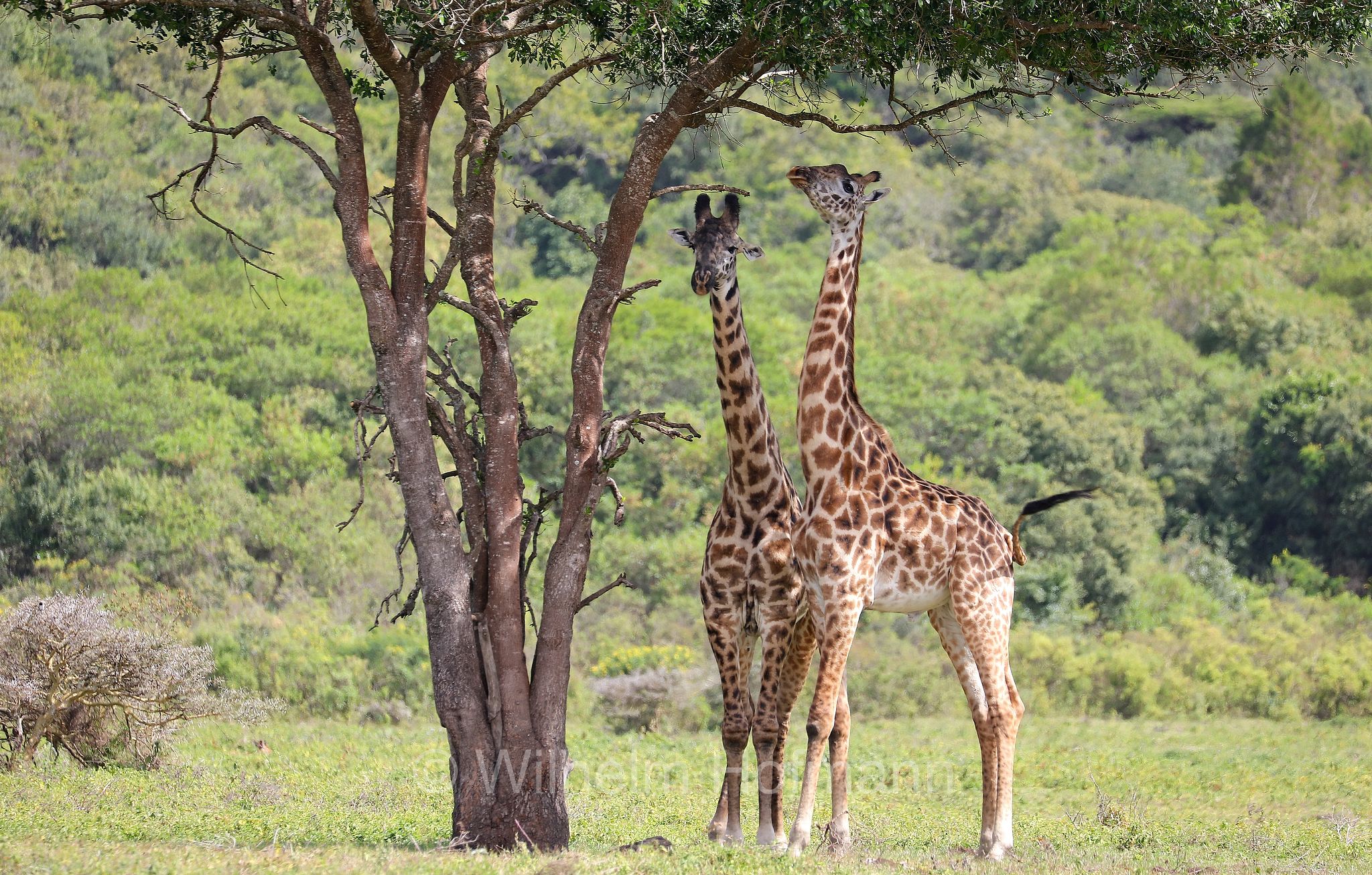 Masai giraffe, Maasai giraffe, Kilimanjaro giraffe, Massai-Giraffe, giraffa masai, giraffa Maasai, giraffa del Kilimangiaro﻿, Tansania, Tanzania, Arusha National Park, Arusha-Nationalpark, parco nazionale di Arusha