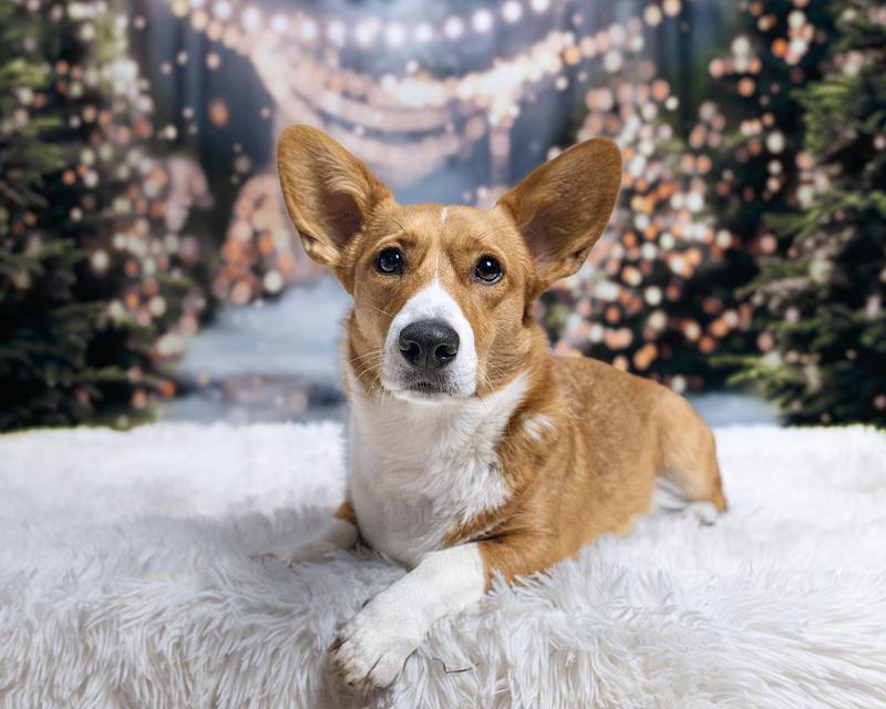Citidogs Christmas 2024