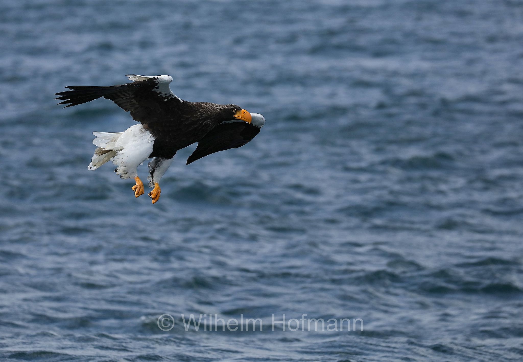 Steller's sea eagle, Pacific sea eagle, white-shouldered eagle, Riesenseeadler, aquila di mare di Steller, Haliaeetus pelagicus, Rausu, penisola di Shiretoko, Shiretoko Peninsula, Shiretoko-Halbinsel, Hokkaidō, Hokkaido, Japan, Giappone