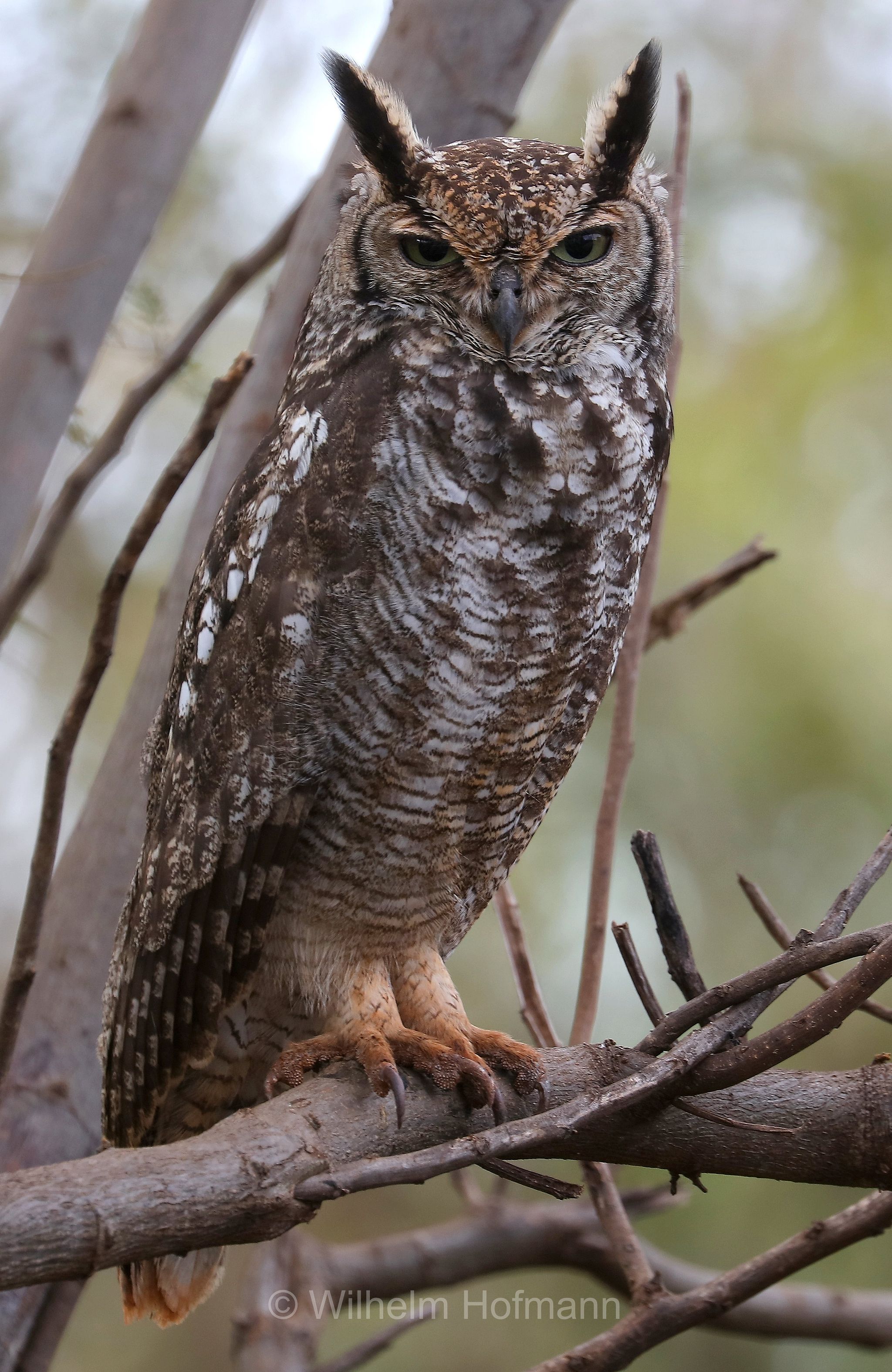 spotted eagle-owl, African spotted eagle-owl, African eagle-owl, Fleckenuhu, gufo reale africano, gufo reale maculato, Tanzania, Tansania, Arusha Region, Oldeani, Karatu district