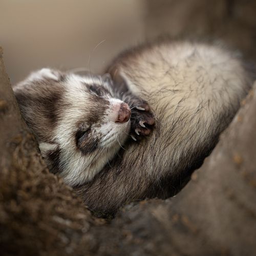 Alle dieren zijn welkom!