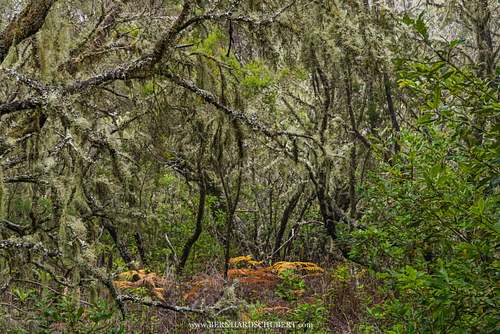 Lichen covered patch