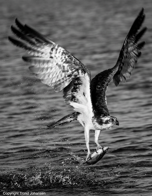 Fiske&oslash;rn (Osprey Eagle) &ndash; I naturen rundt Sarpsborg Trond Johansen