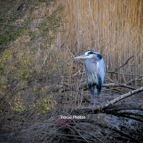 Great Blue Heron in the Chilly Air