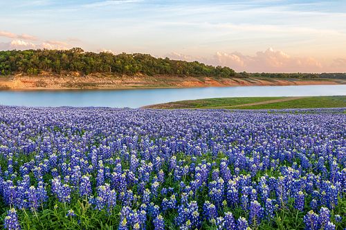 Wide angle landscape photography of a field of Texas Bluebonnets blooming along the banks of the Colorado River at Muleshoe Bend in Spicewood Texas