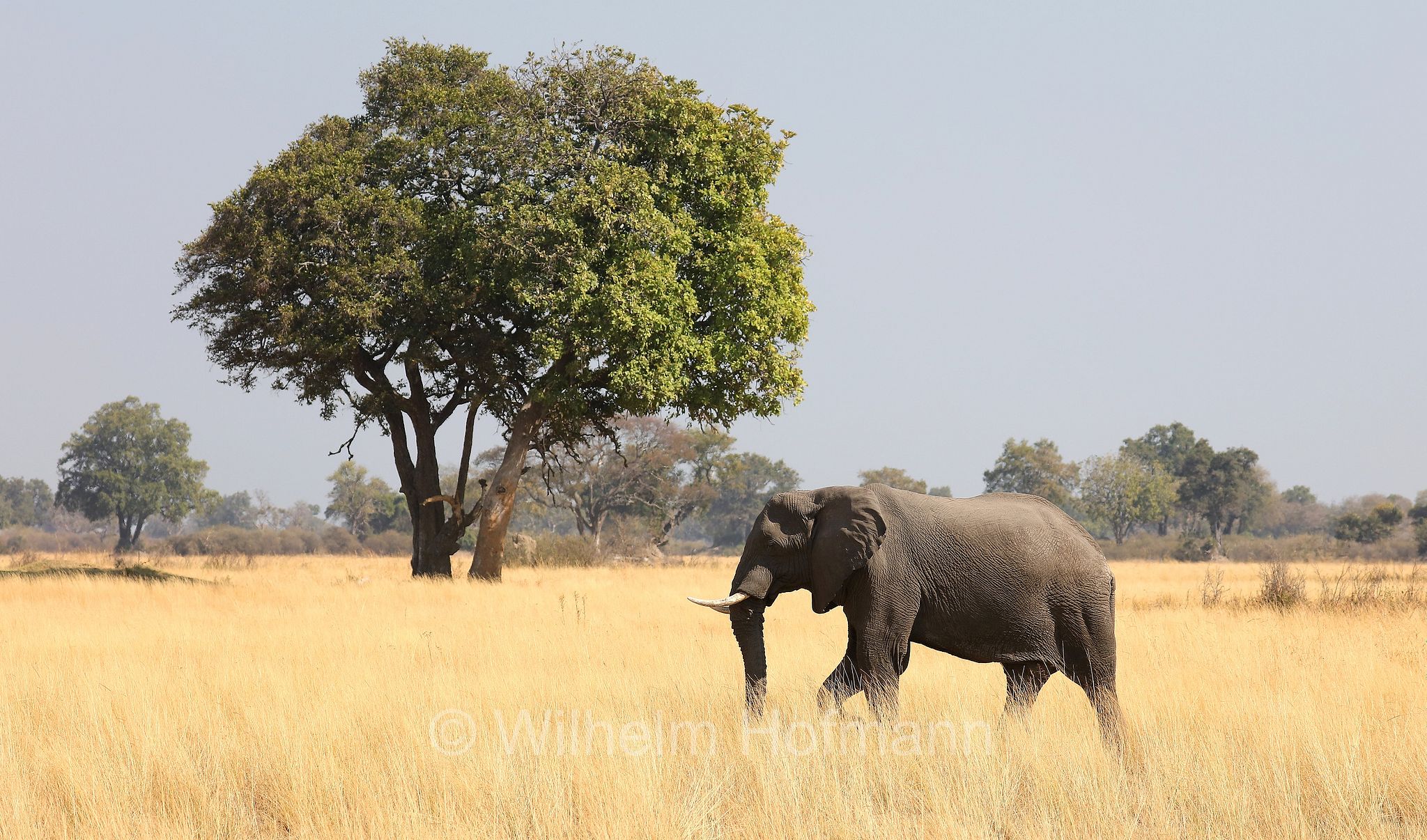 African bush elephant, African savanna elephant, Afrikanischer Elefant, Afrikanischer Buschelefant, Afrikanischer Savannenelefant, Afrikanischer Steppenelefant, elefanto africano, elefanto africano di savana, Moremi Game Reserve, Moremi-Wildreservat, Okavango Delta, Okavango Grassland, Botswana, Republik Botsuana