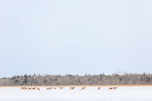 Cervus nippon yesoensis - Yezo-Sika-Hirsch