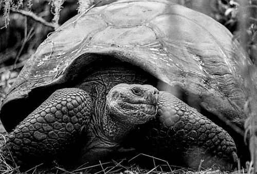 Testuggine gigante | Chelonoidis nigra