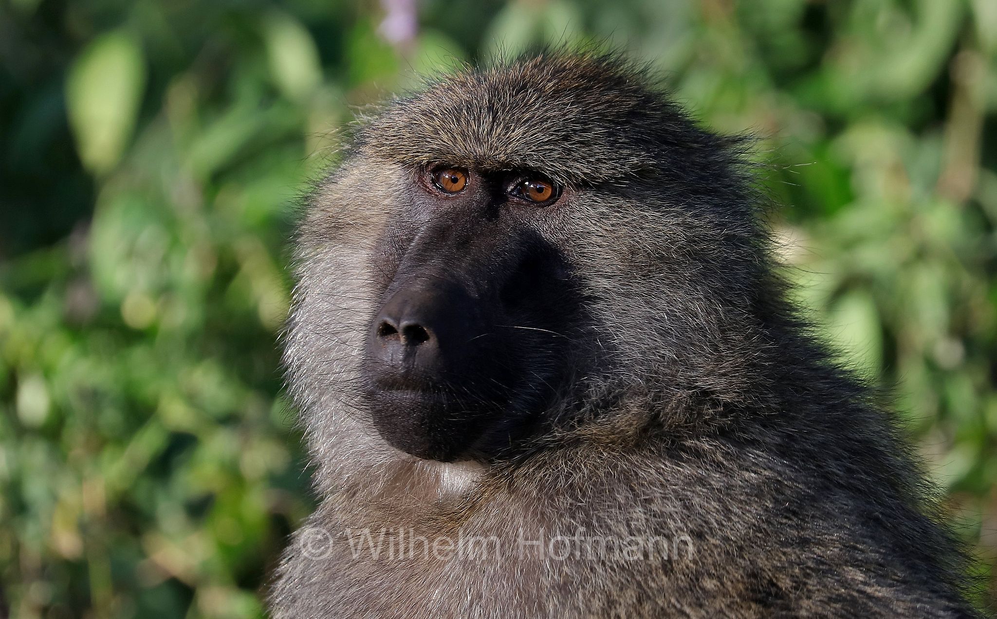 papio anubis, olive baboon, Anubis baboon, Anubispavian, Grüne Pavian, anubi, babbuino verde﻿, area di conservazione di Ngorongoro, Ngorongoro Conservation Area, Ngorongoro Krater, Tanzania, Tansania