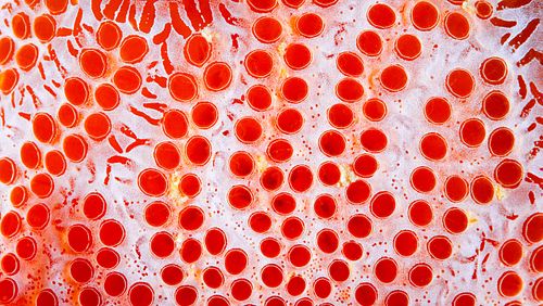 Aplidium elegans - Sea-strawberry