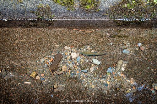 Oncorhynchus mykiss - Rainbow trout