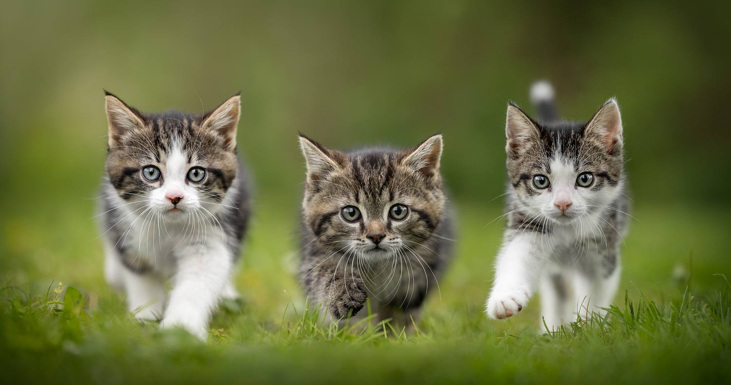 NLS Dierenfotografie