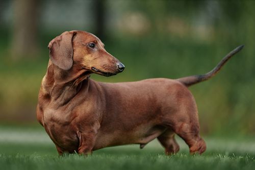 Dachshund looking off in the distance at the park