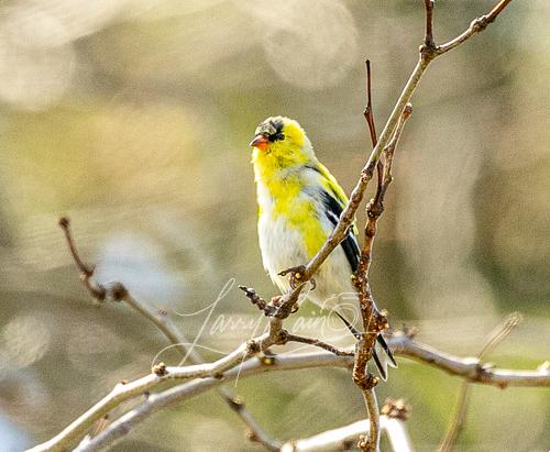 A vibrant yellow male American Goldfinch perched on a small limb.