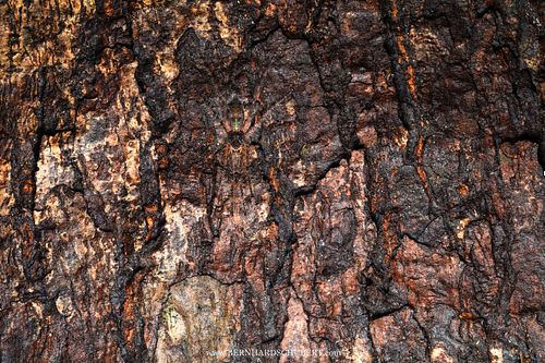 Acantheis sp. - Langbeinige Asiatische Wanderspinne