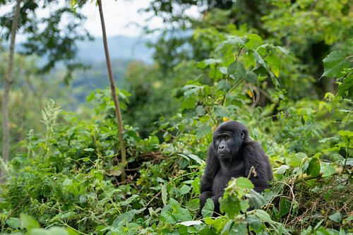 Mountain Gorilla, Uganda, Gorilla beringei beringei, eastern gorilla, endangered species