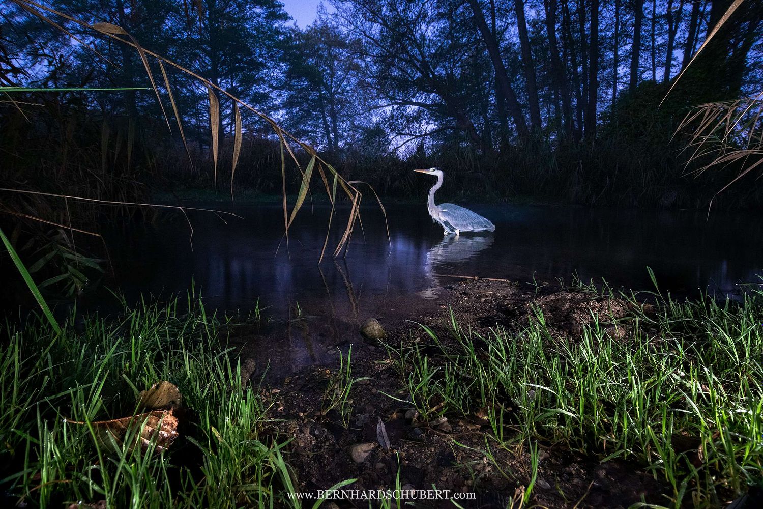 Ardea cinerea – Graureiher