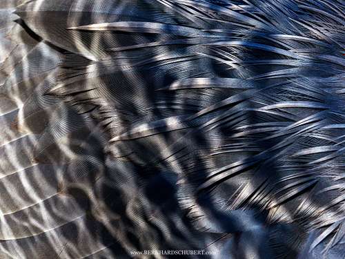 Ardea cinerea – Graureiher