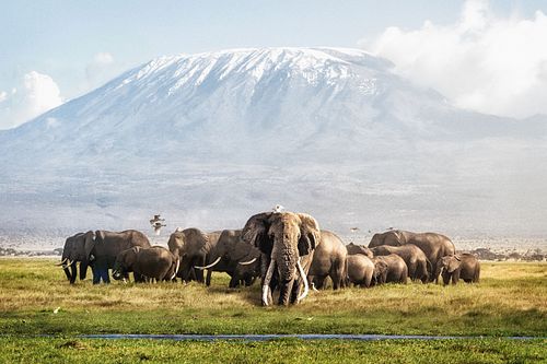 Tusker Tim and Family in Front of Kilimanjaro