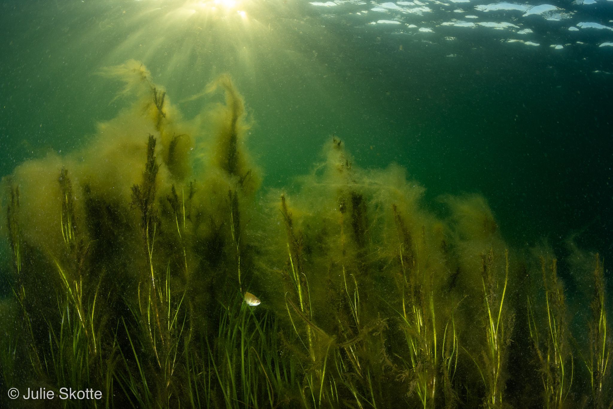Eel grass covered with filamentous brown algae