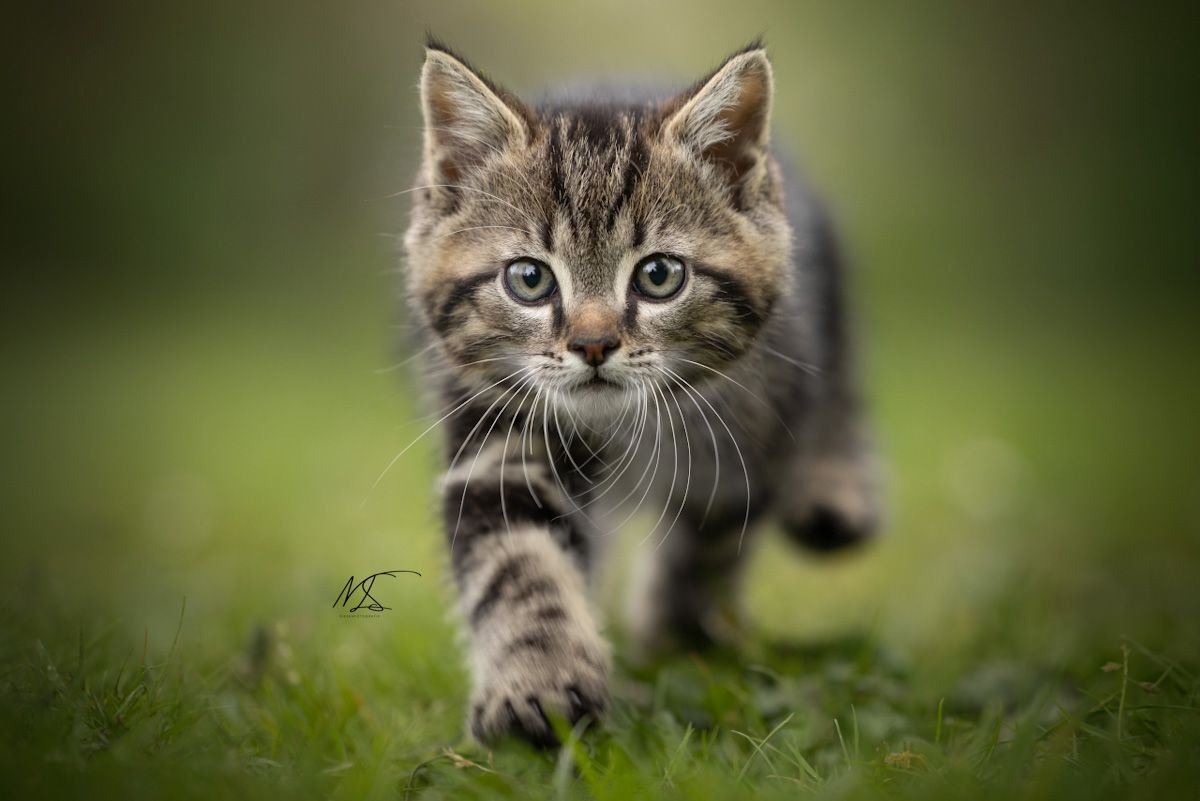 Kitten met tijgerstrepen die recht op de camera af loopt