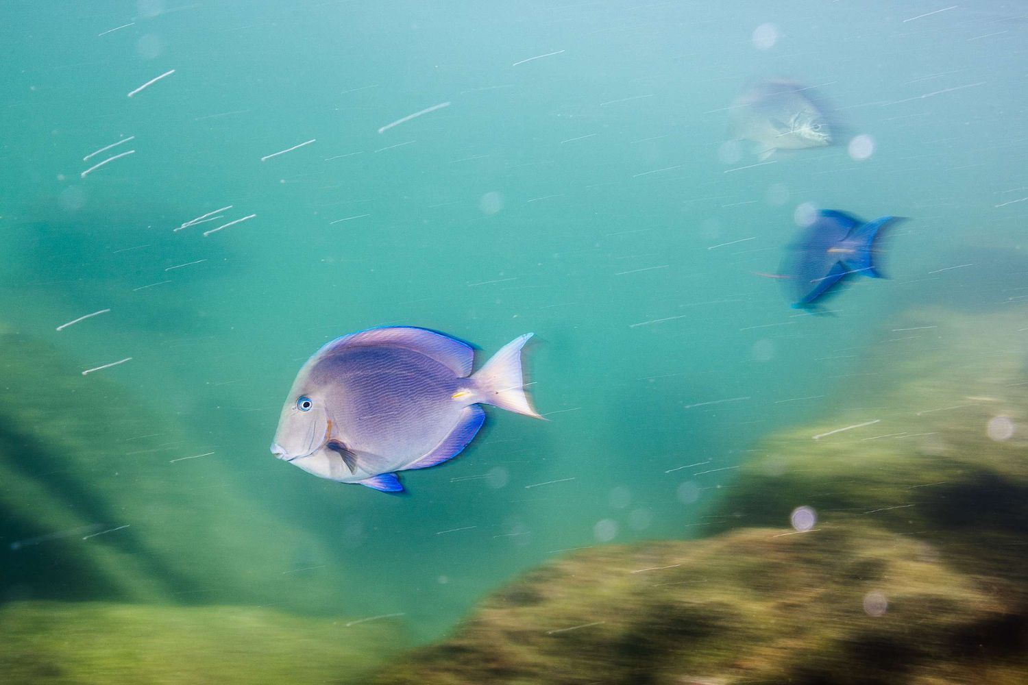 Acanthurus coeruleus – Blauer Doktorfisch