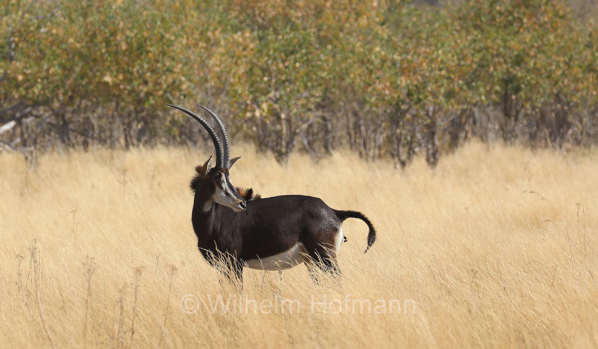 sable antelope, common sable antelope, black sable antelope, Matsetsi sable antelope, South Zambian sable antelope, Rappenantilope, antilope nera, Hippotragus niger niger, ﻿Moremi Game Reserve, Moremi-Wildreservat, Okavango Delta, Okavango Grassland, Botswana, Republik Botsuana