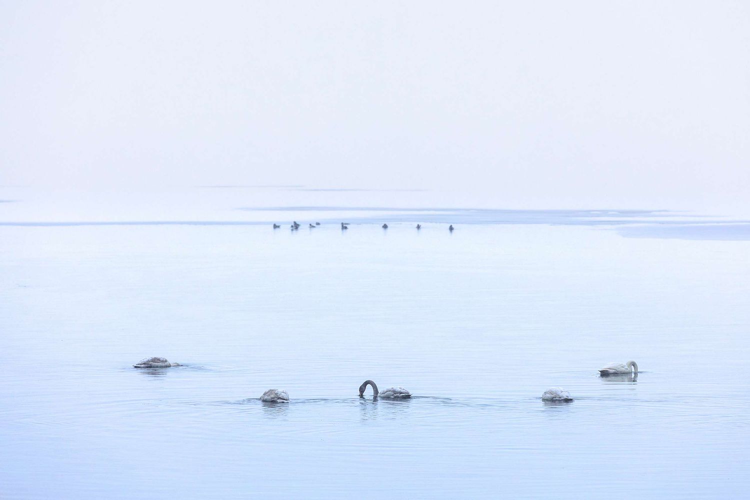 Cygnus cygnus - Singschwan
