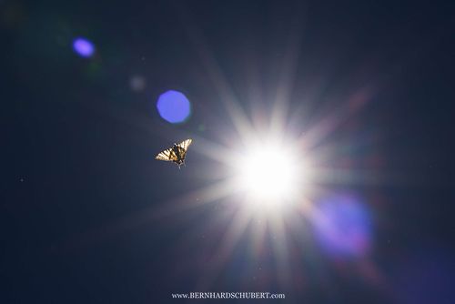 Iphiclides podalirius - Scarce Swallowtail