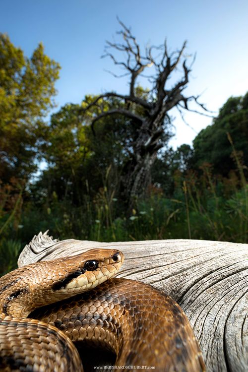 Elaphe quatuorlineata – Vierstreifennatter