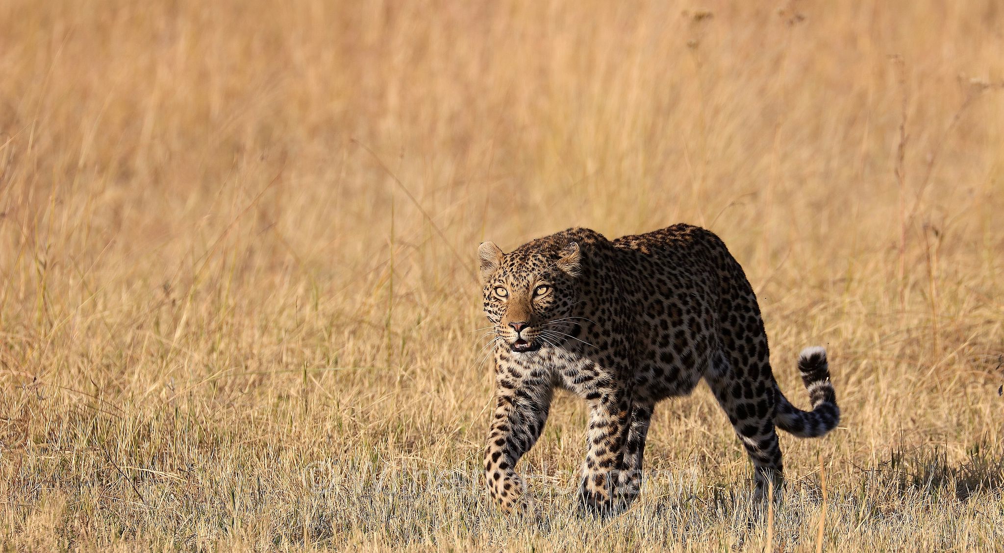 Leopard, leopardo, Panter, Panther, Panthera pardus, Moremi Game Reserve, Moremi-Wildreservat﻿, Okavango Delta, Okavango Grassland, Botswana, Republik Botsuana