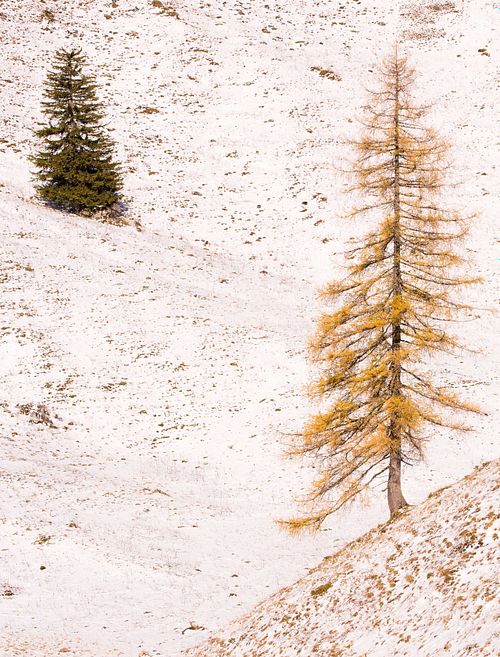 Larix decidua – Europäische Lärche