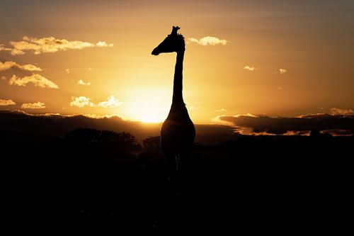 Lever du jour avec girafe au Kenya